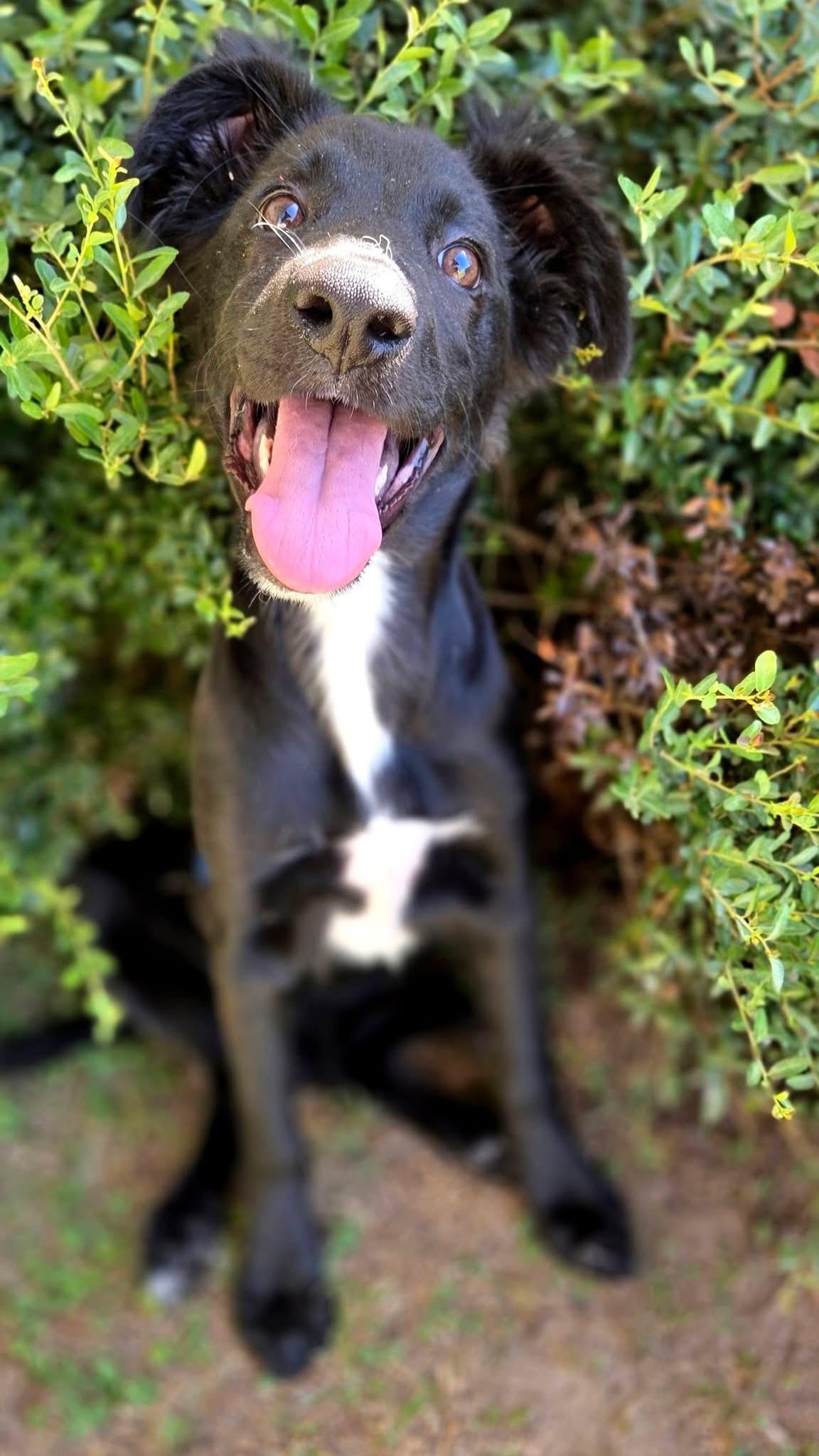 Wasabi, a ADOPTABLE mixed breed in Mendham, NJ image 3/4