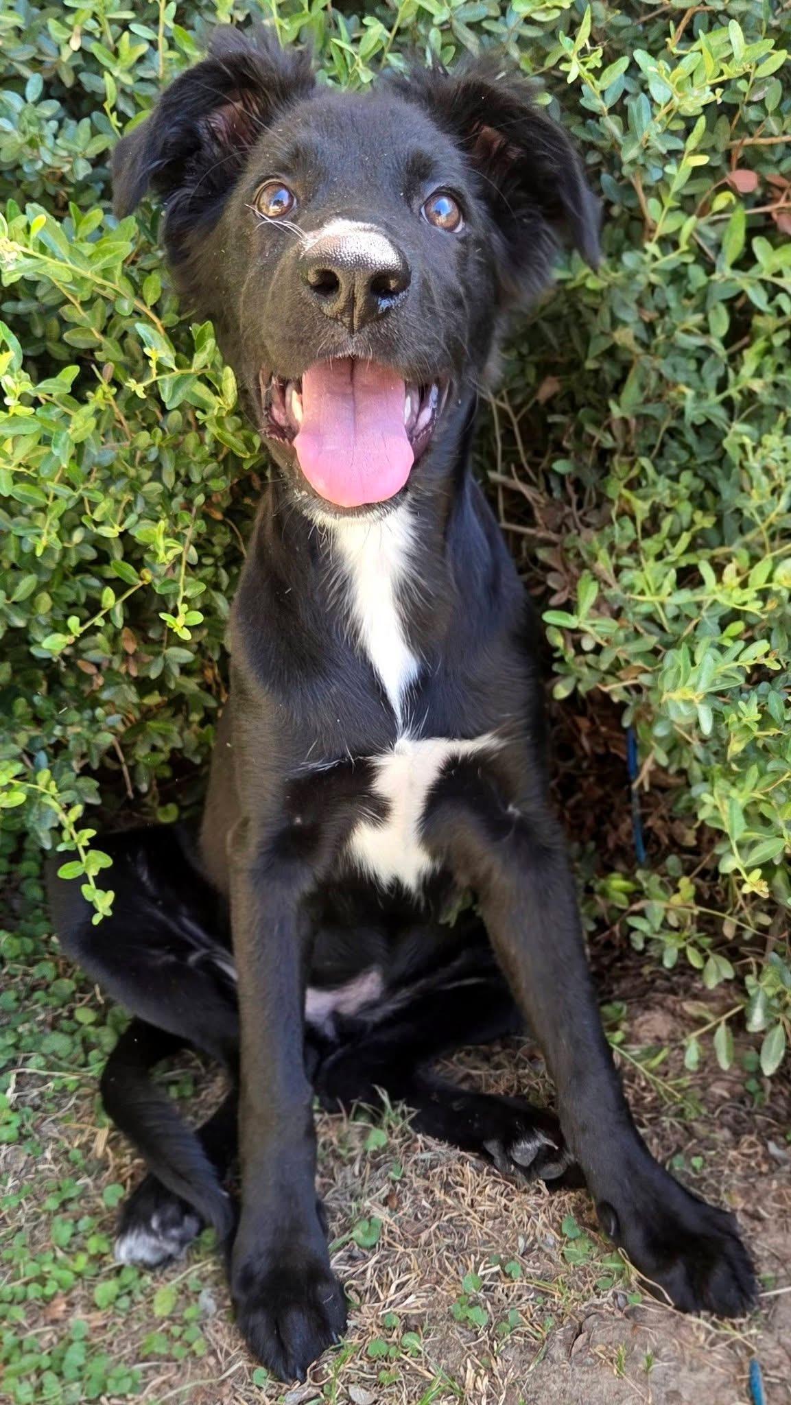 Wasabi, a ADOPTABLE mixed breed in Mendham, NJ image 2/4