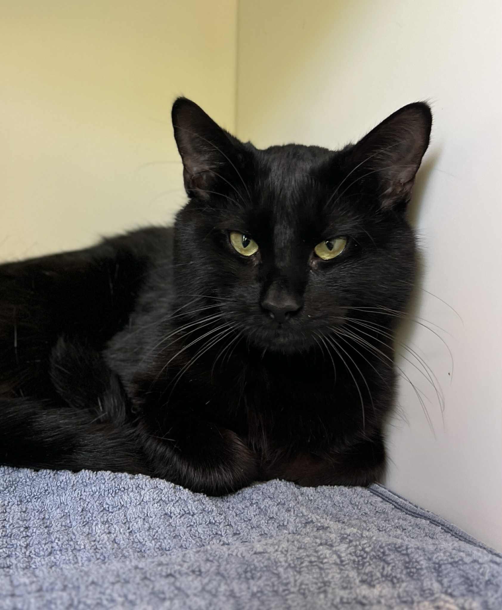 Pesto, Adopted, Adult Male Domestic Short Hair.