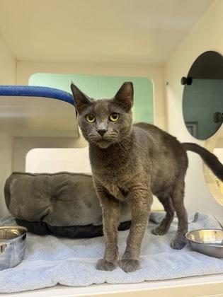 Wraith, Adoptable, Adult Female Domestic Short Hair & Domestic Short Hair.