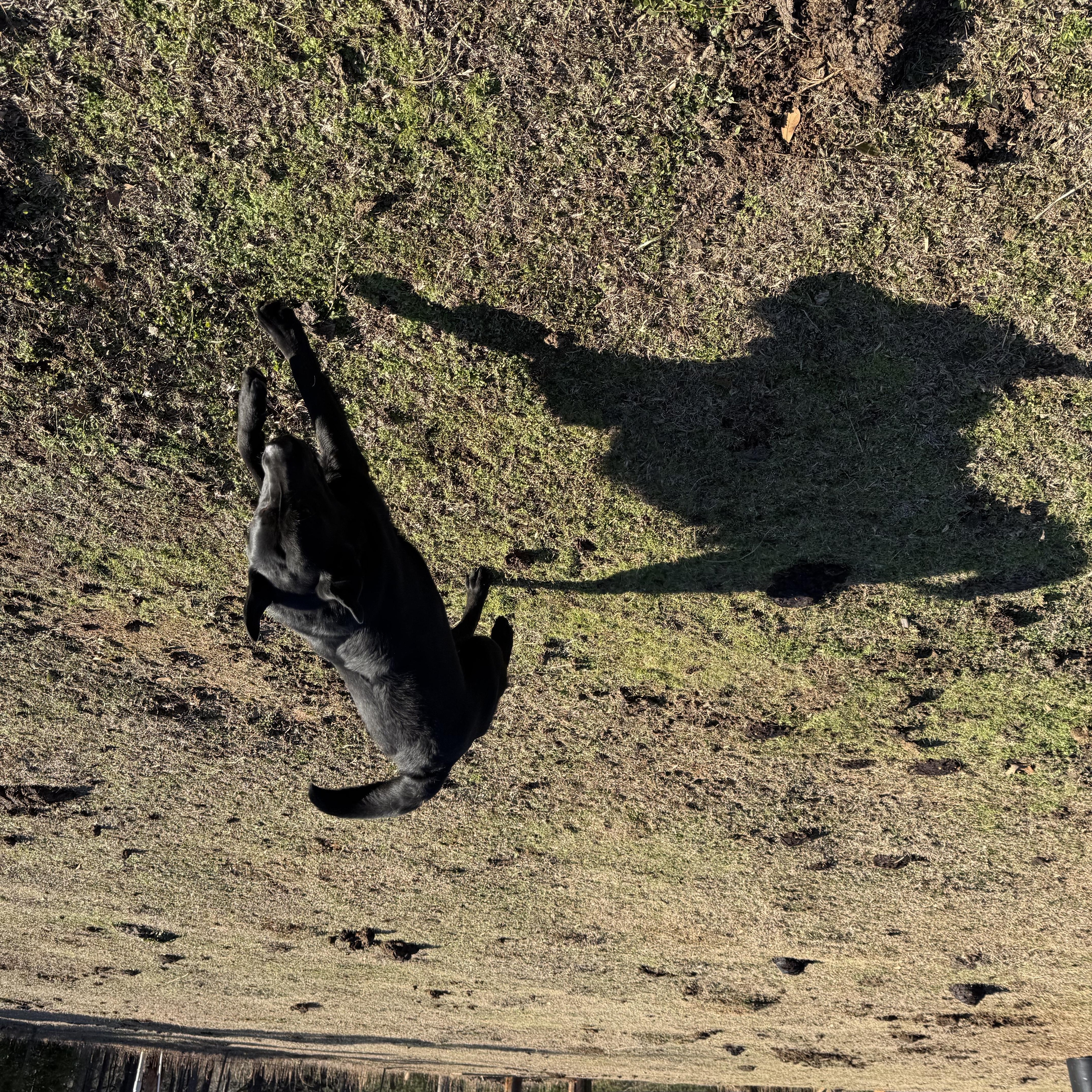 Enlarge Rebel, a ADOPTABLE Black Labrador Retriever in LANETT, AL image 2/2