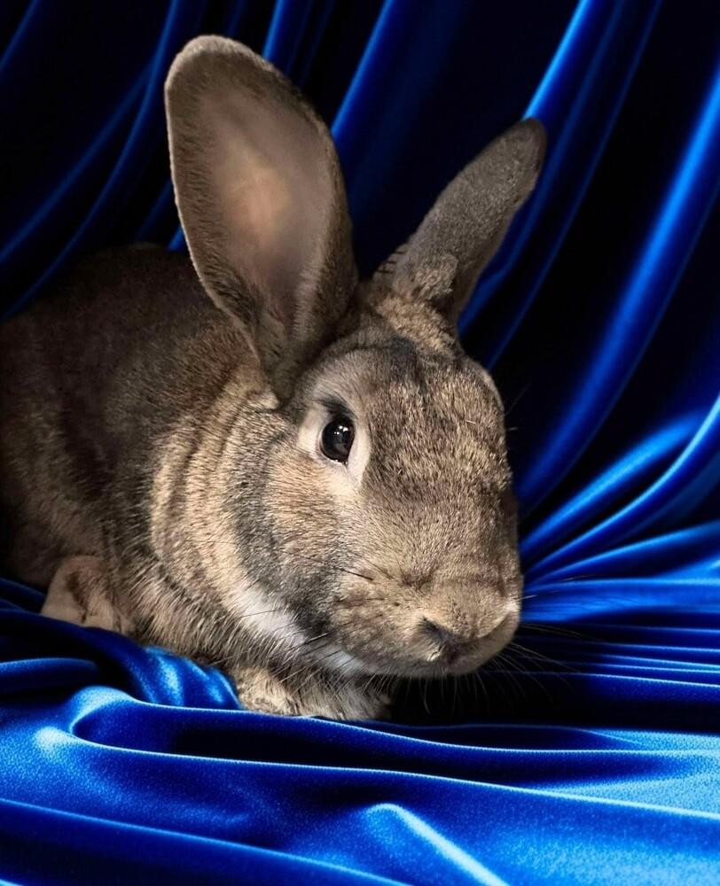 Blitzen, Adoptable, Young Male Flemish Giant & American.