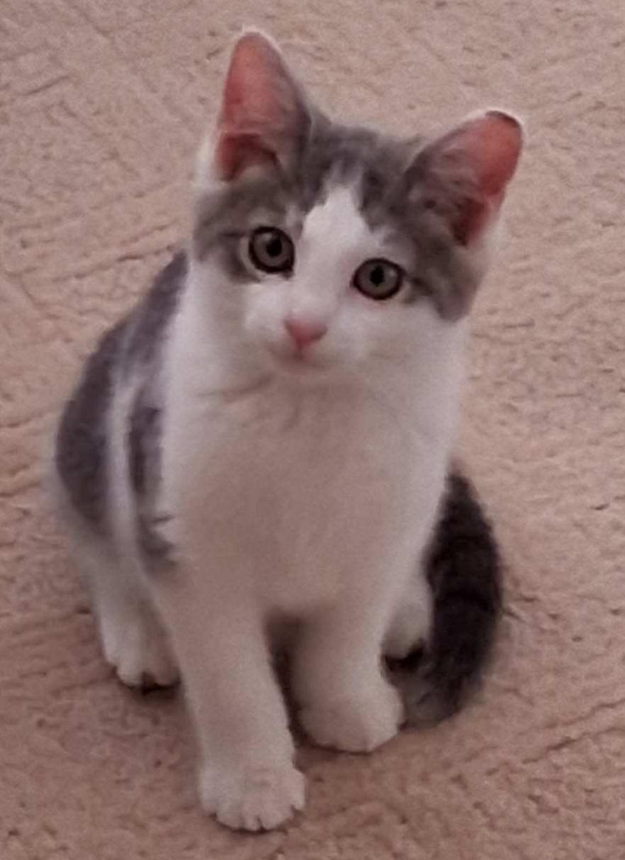 Enlarge Sammy Boy, a ADOPTABLE Tabby in Elgin, SC image 1/6