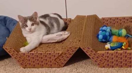 Enlarge Sammy Boy, a ADOPTABLE Tabby in Elgin, SC image 4/6