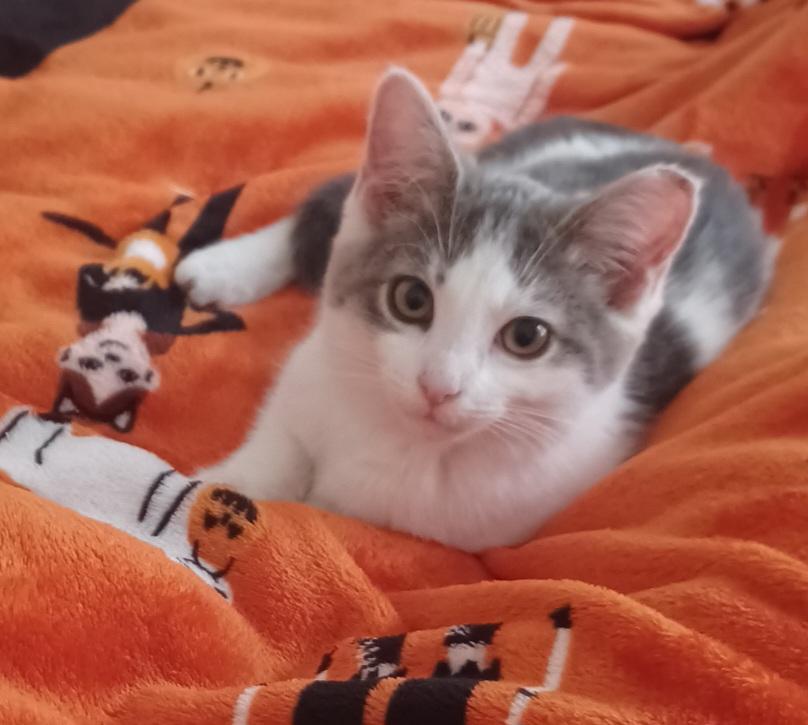 Enlarge Sammy Boy, a ADOPTABLE Tabby in Elgin, SC image 6/6