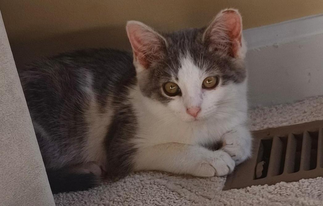 Enlarge Sammy Boy, a ADOPTABLE Tabby in Elgin, SC image 3/6