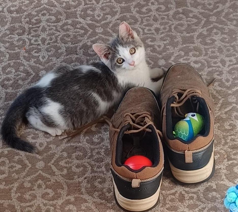 Enlarge Sammy Boy, a ADOPTABLE Tabby in Elgin, SC image 2/6