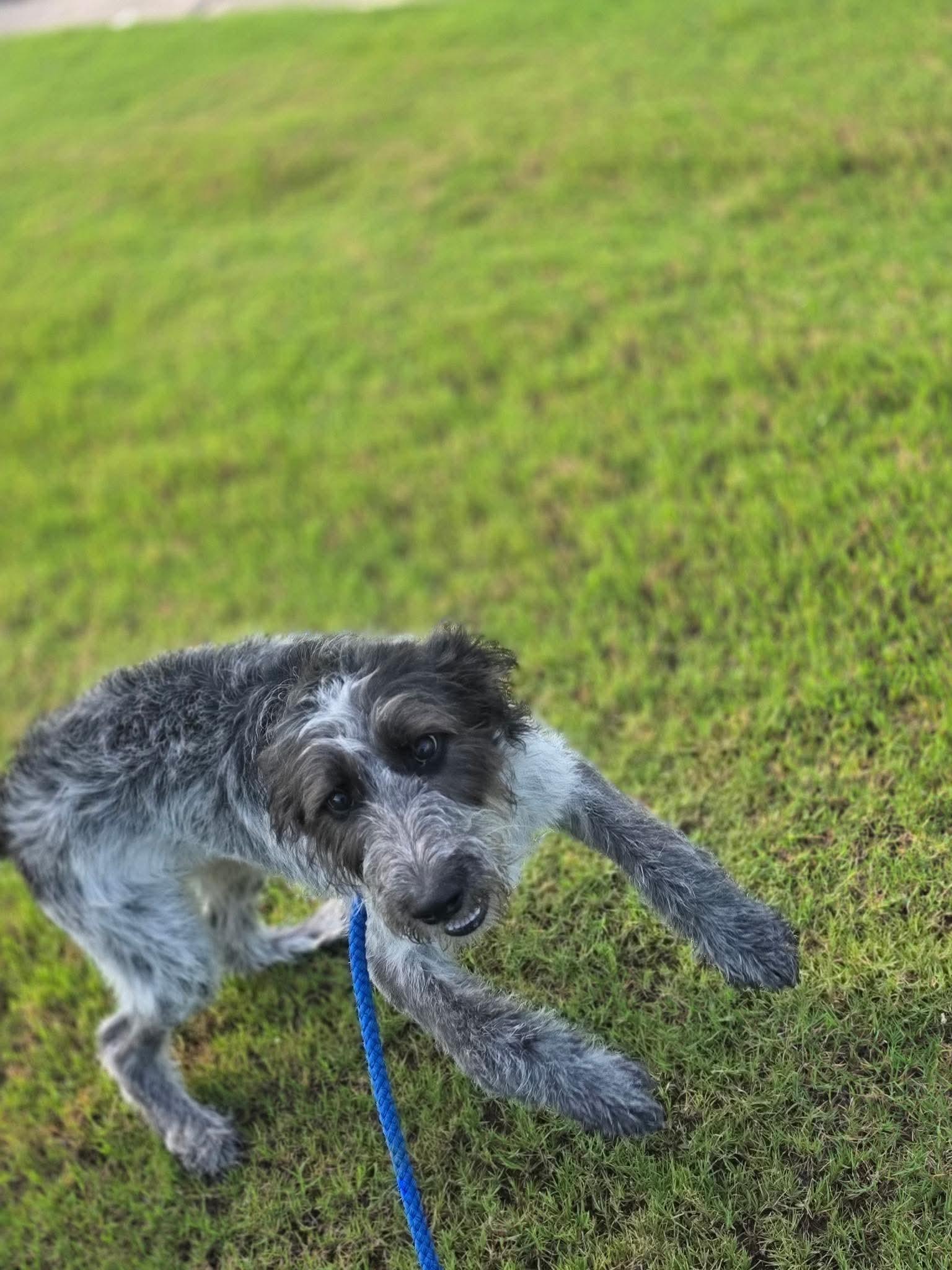 Enlarge Latto, a Adoptable mixed breed in Kennebunk , ME image 3/4
