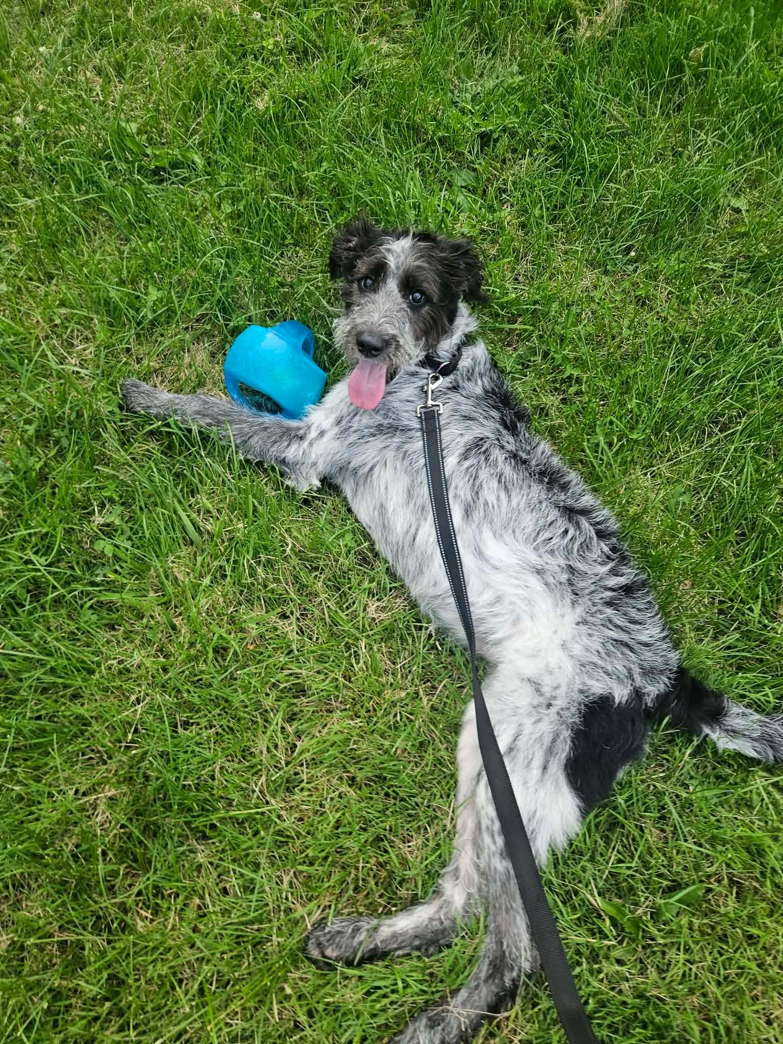 Enlarge Latto, a Adoptable mixed breed in Kennebunk , ME image 1/4