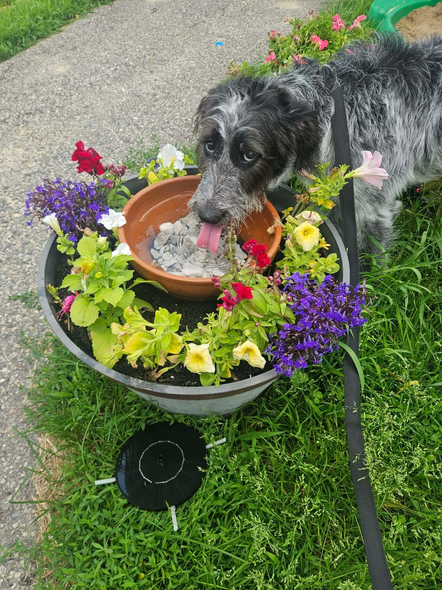Enlarge Latto, a Adoptable mixed breed in Kennebunk , ME image 2/4