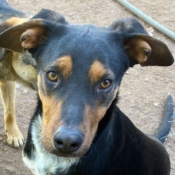 Enlarge Gustavo, a Adoptable Shepherd in Nogales , AZ image 1/6