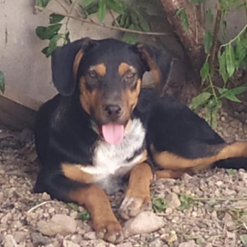 Enlarge Gustavo, a Adoptable Shepherd in Nogales , AZ image 2/6