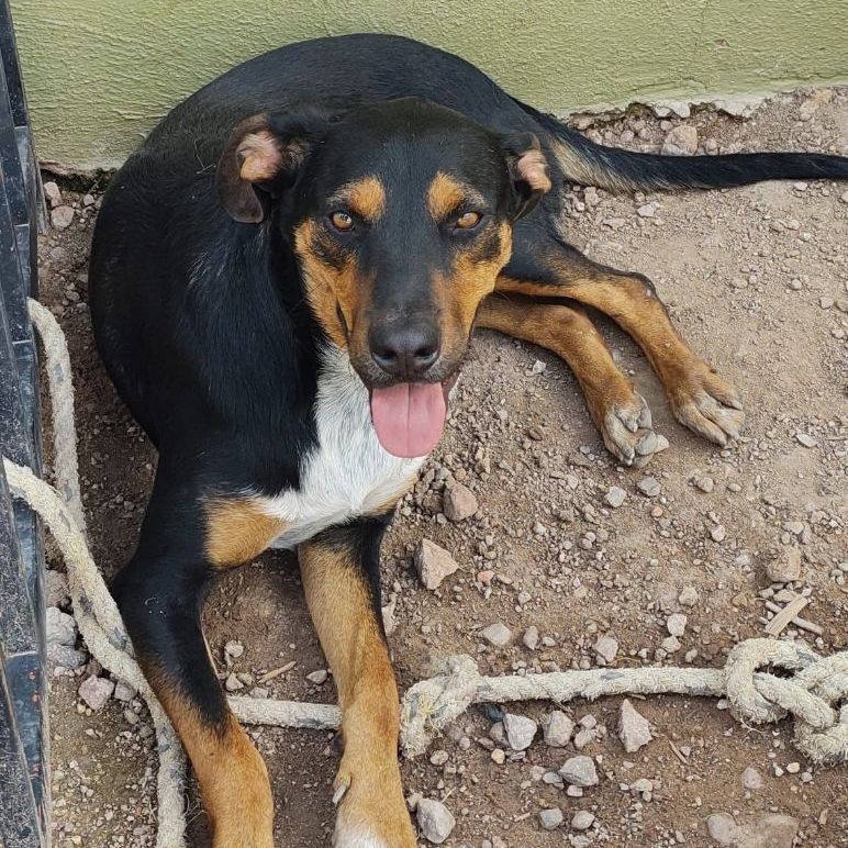 Enlarge Gustavo, a Adoptable Shepherd in Nogales , AZ image 3/6