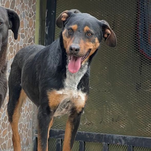 Enlarge Gustavo, a Adoptable Shepherd in Nogales , AZ image 4/6