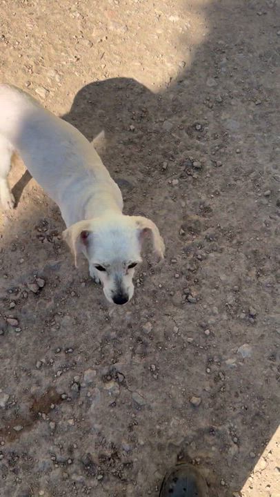 Enlarge Gustavo, a Adoptable Shepherd in Nogales , AZ video 5/6