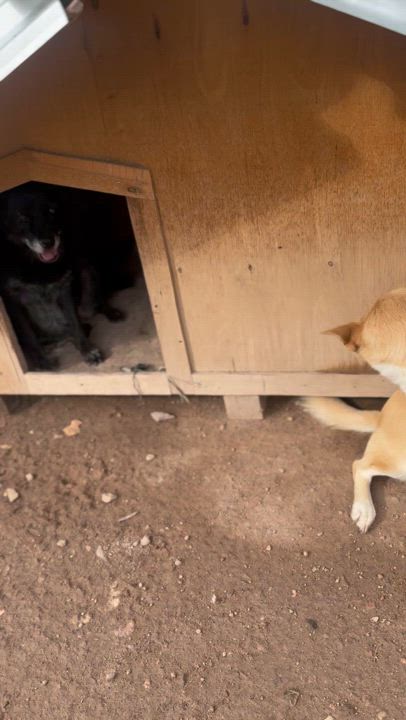 Enlarge Gustavo, a Adoptable Shepherd in Nogales , AZ video 6/6