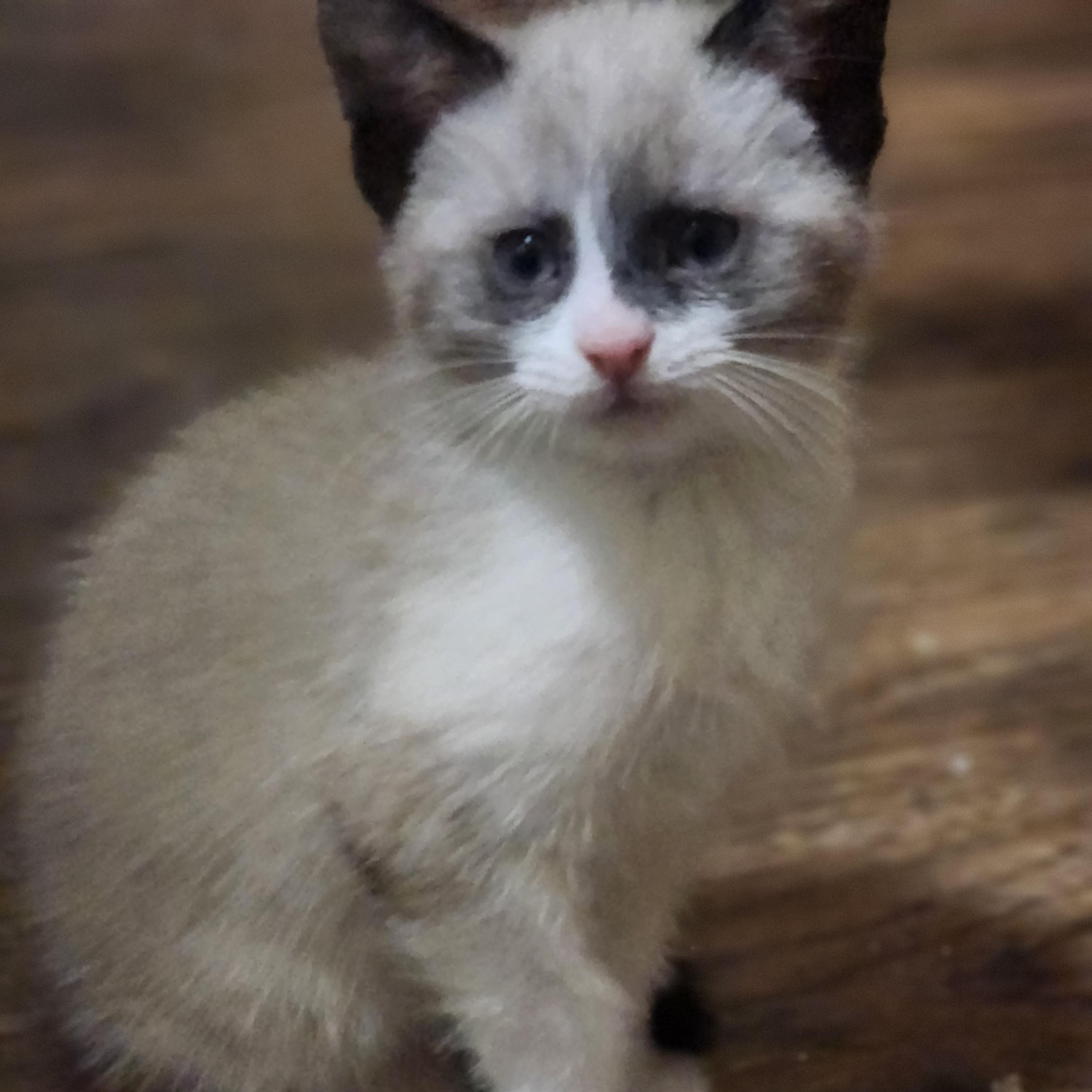 Danck, adopted, Kitten Male Siamese.
