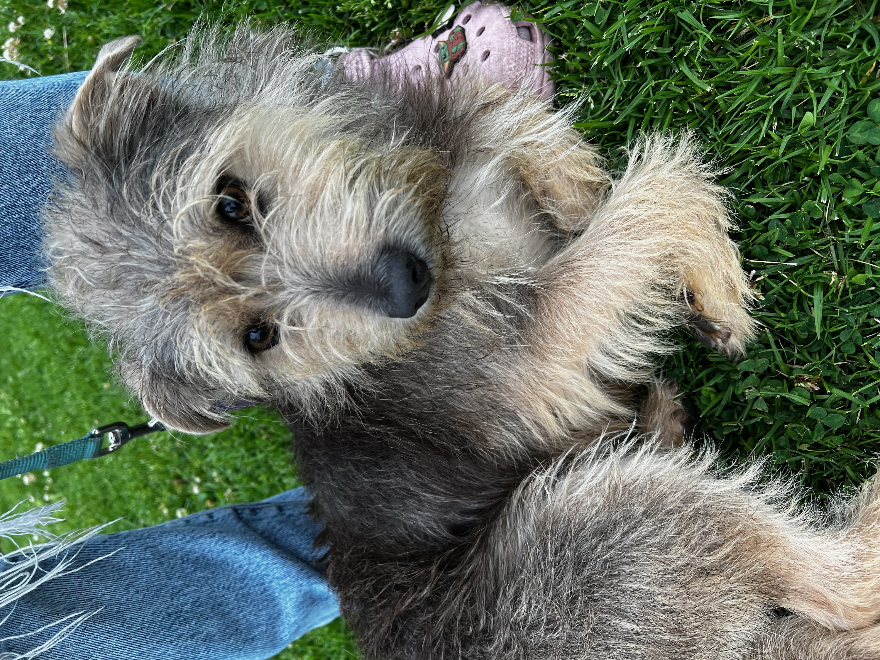 Romy, Young Male Terrier