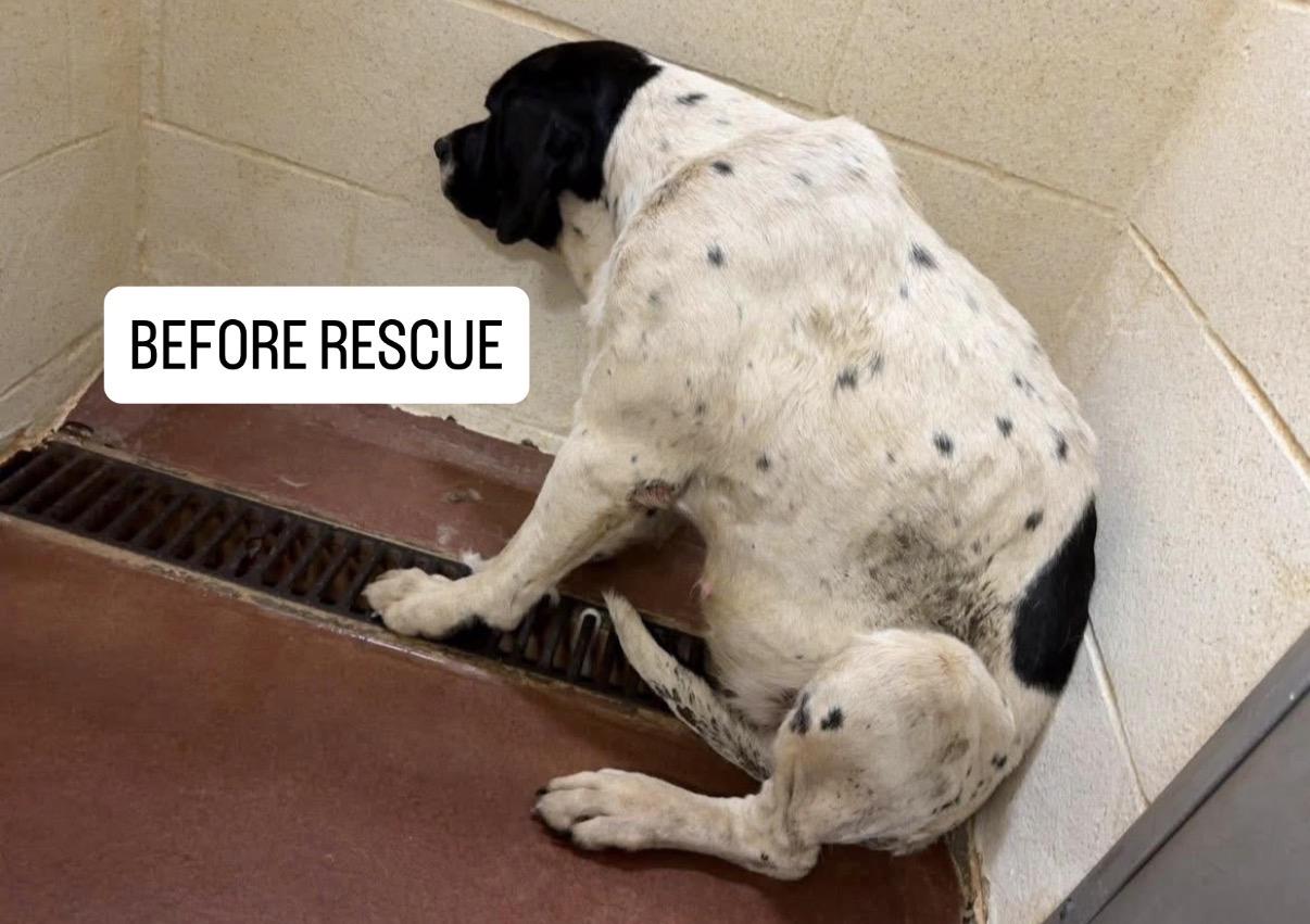 Enlarge Jayne (foster to adopt) , a ADOPTABLE Mixed Breed in Asheville, NC image 4/4