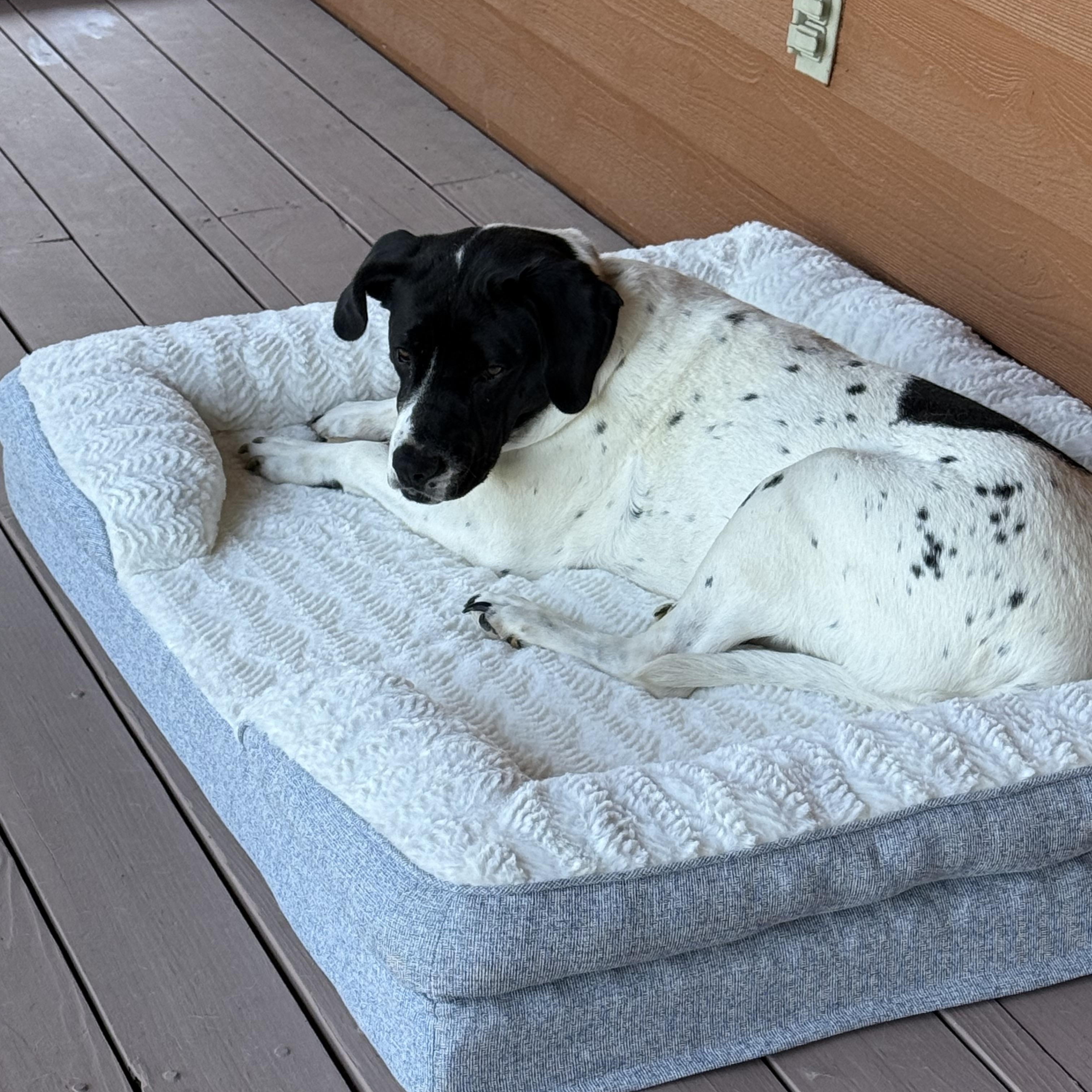 Enlarge Jayne (foster to adopt) , a ADOPTABLE Mixed Breed in Asheville, NC image 3/4