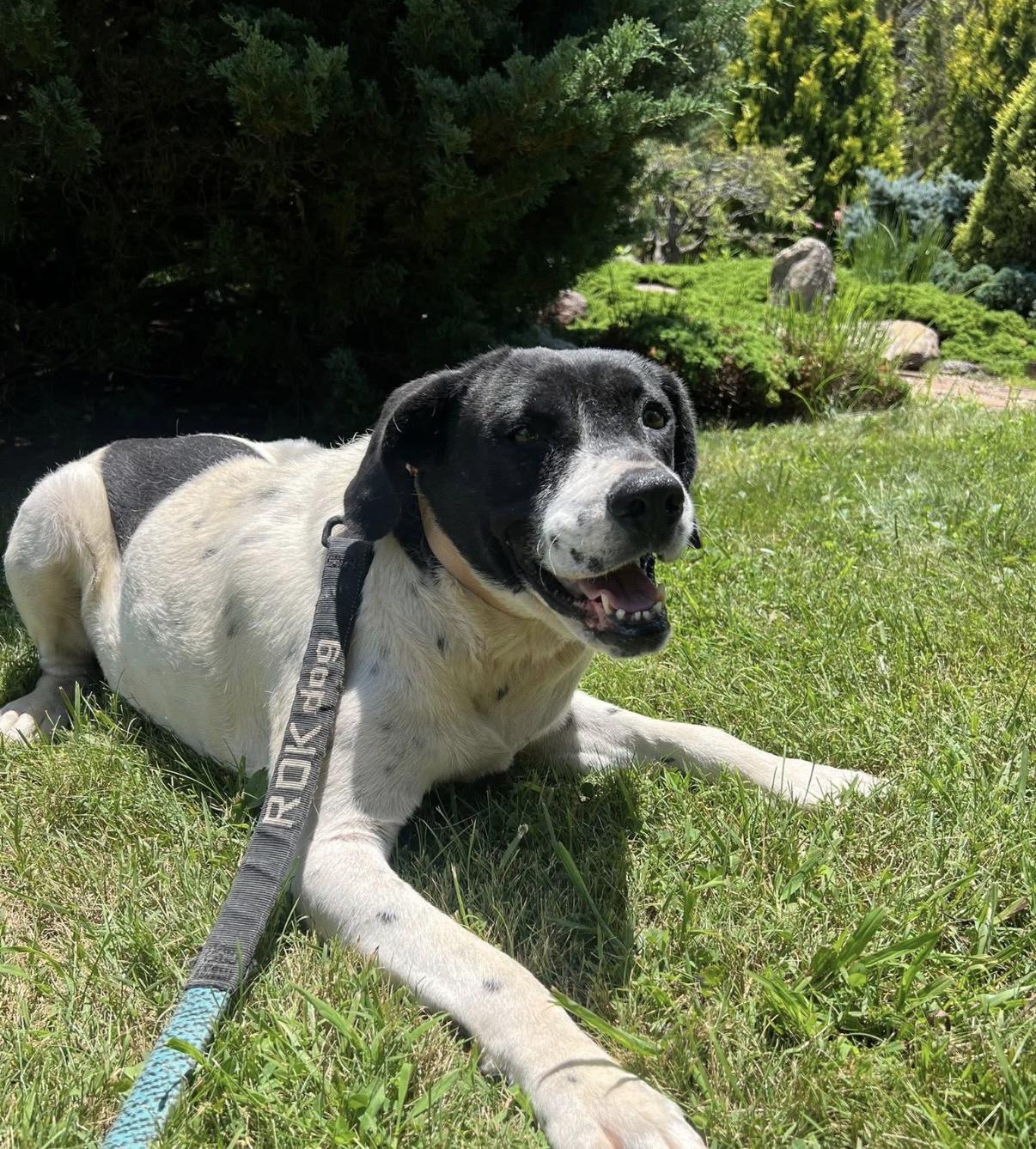 Enlarge Jayne (foster to adopt) , a ADOPTABLE Mixed Breed in Asheville, NC image 1/4