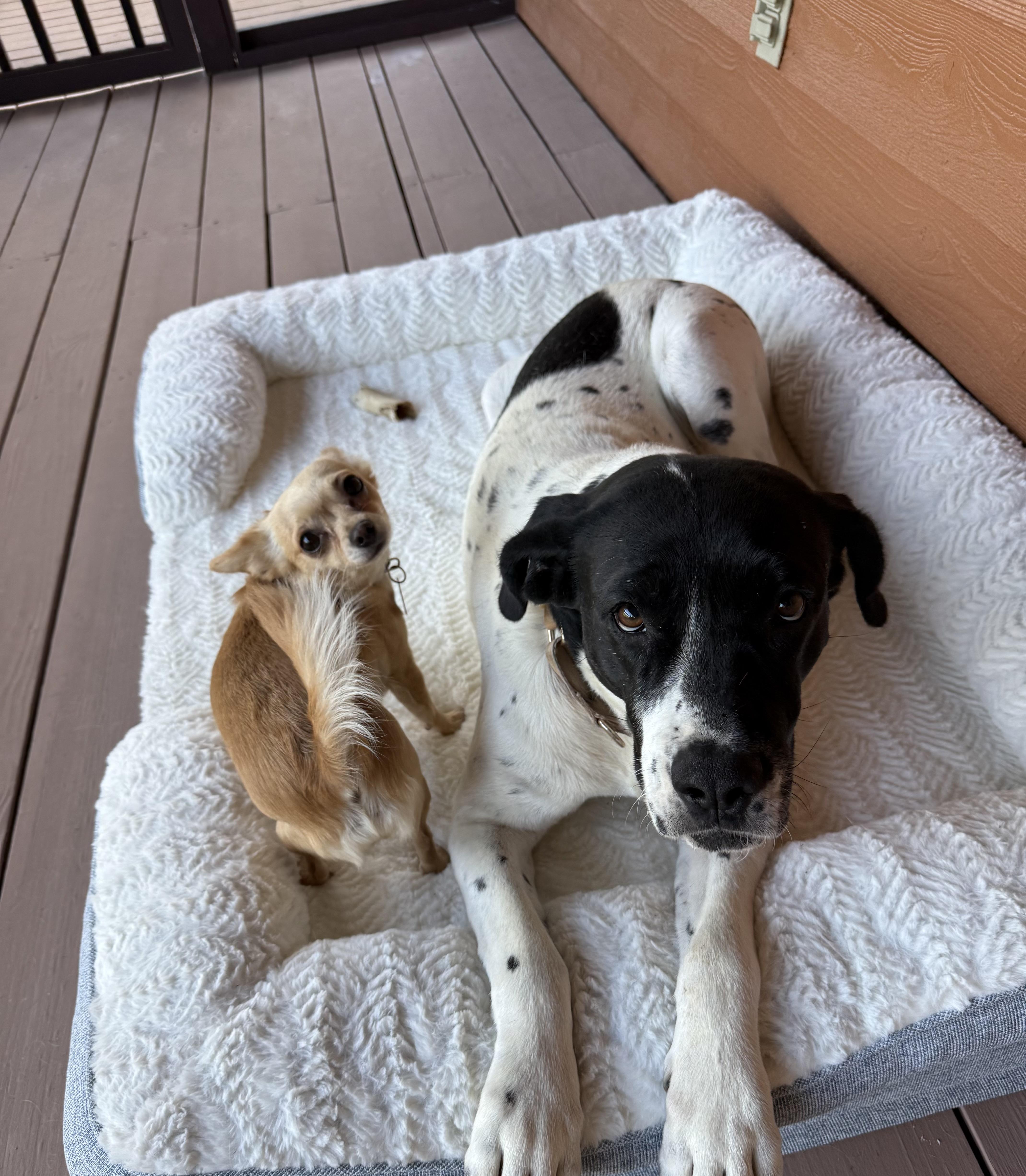 Enlarge Jayne (foster to adopt) , a ADOPTABLE Mixed Breed in Asheville, NC image 2/4