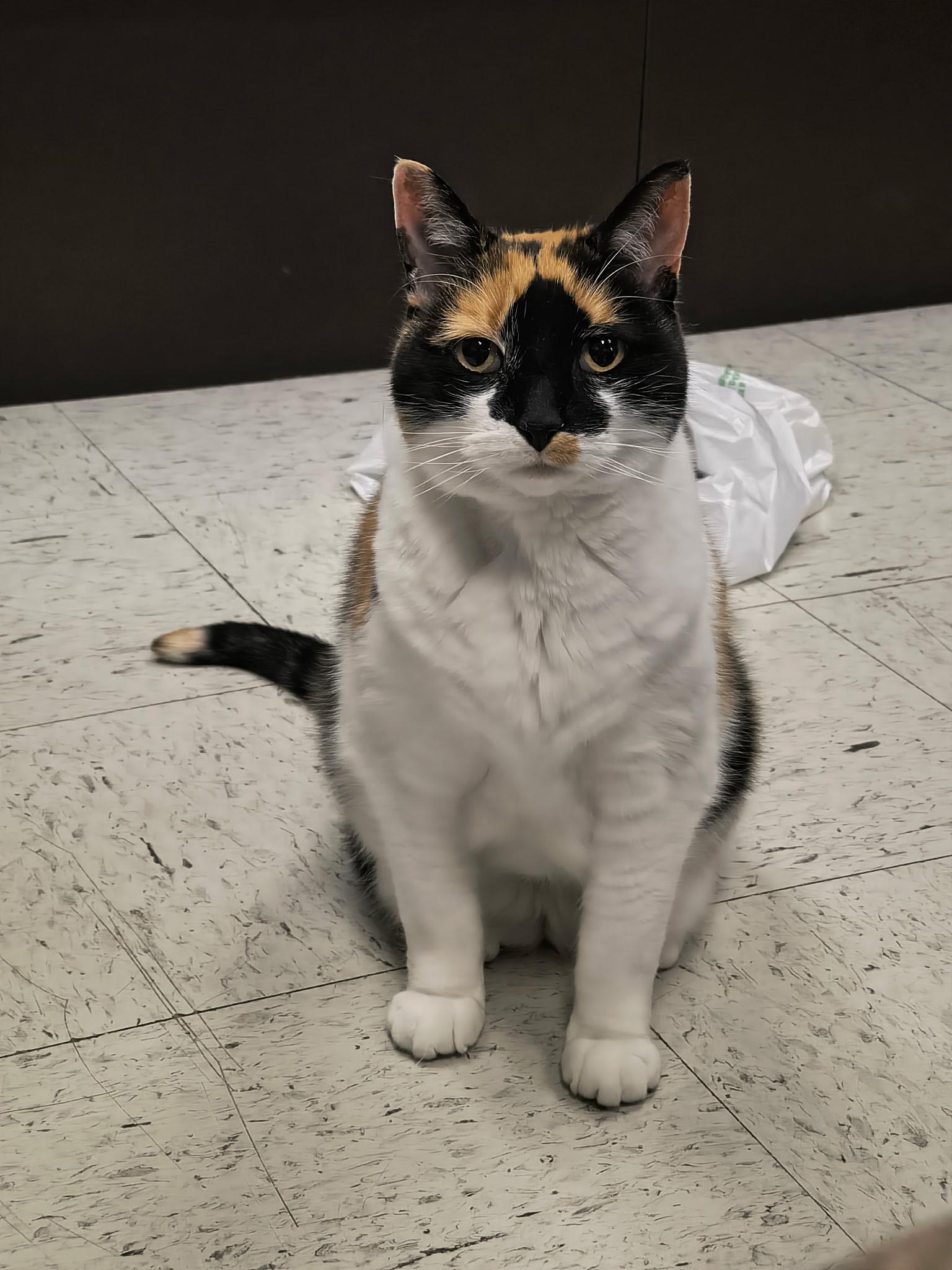 Enlarge Ethel and Lucy, a ADOPTABLE Domestic Short Hair in Huntley, IL image 2/3