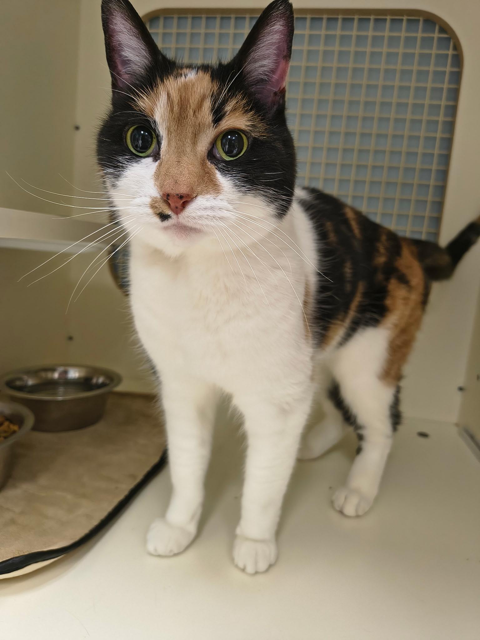 Enlarge Ethel and Lucy, a ADOPTABLE Domestic Short Hair in Huntley, IL image 3/3
