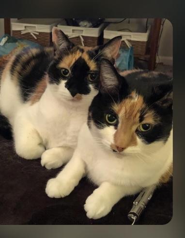 Ethel and Lucy, ADOPTABLE, Adult Female Domestic Short Hair.