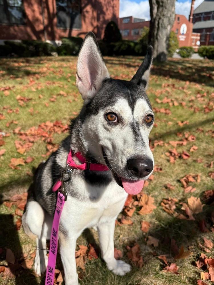 Enlarge Winnie the Pooh, a Adoptable mixed breed in Saugus, MA image 1/6