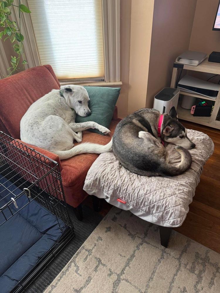 Enlarge Winnie the Pooh, a Adoptable mixed breed in Saugus, MA image 2/6