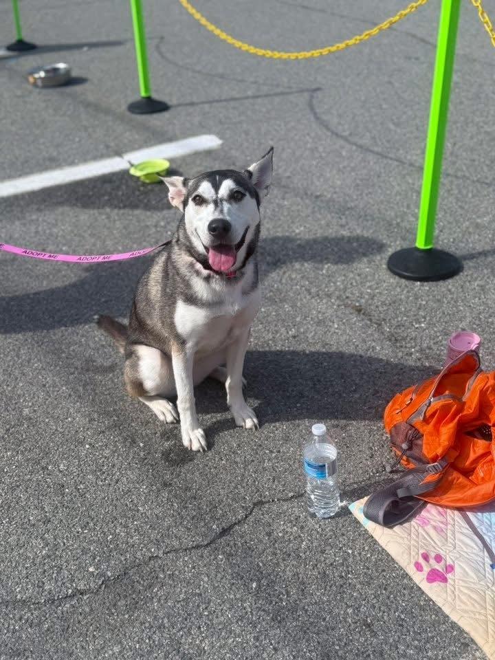 Enlarge Winnie the Pooh, a Adoptable mixed breed in Saugus, MA image 3/6