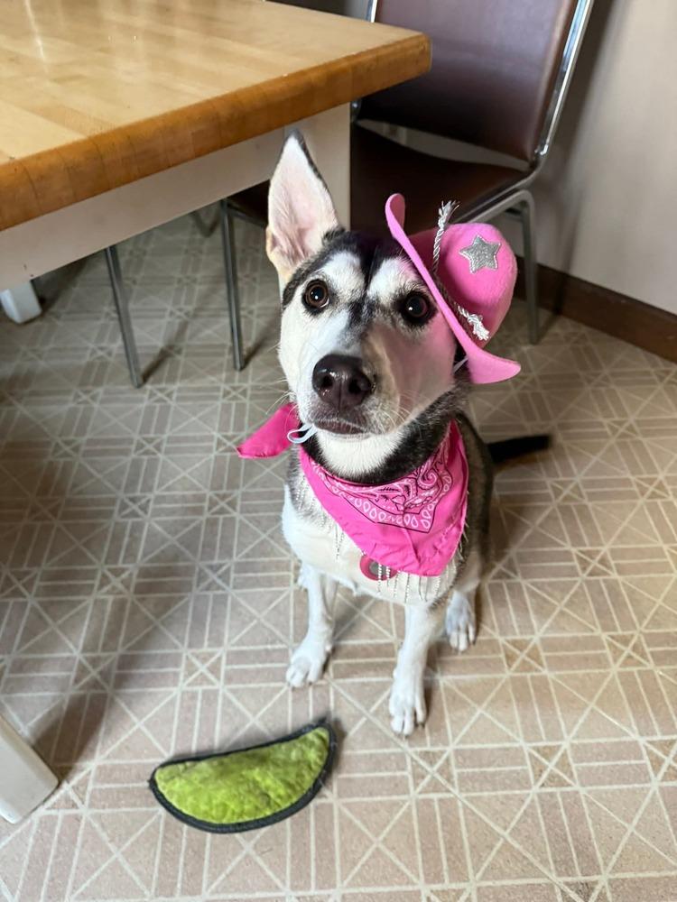 Winnie the Pooh, Adoptable, Adult Female Husky & Mixed Breed.