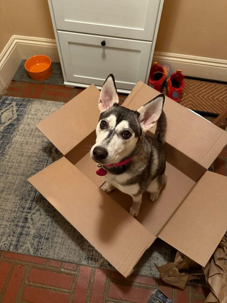 Enlarge Winnie the Pooh, a Adoptable mixed breed in Saugus, MA image 5/6