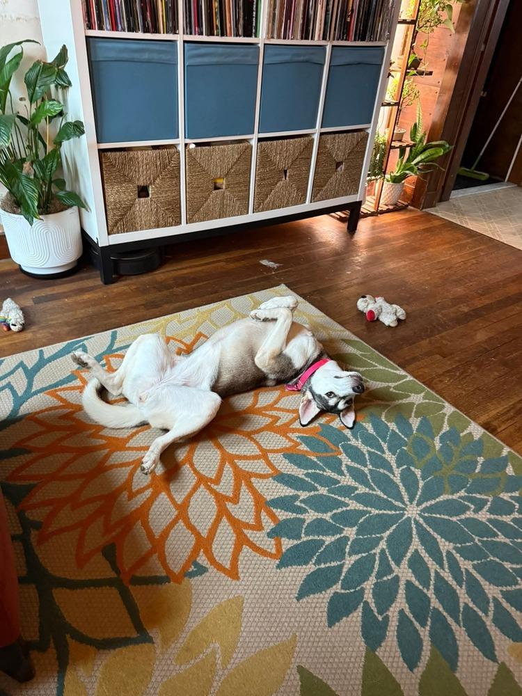 Enlarge Winnie the Pooh, a Adoptable mixed breed in Saugus, MA image 6/6