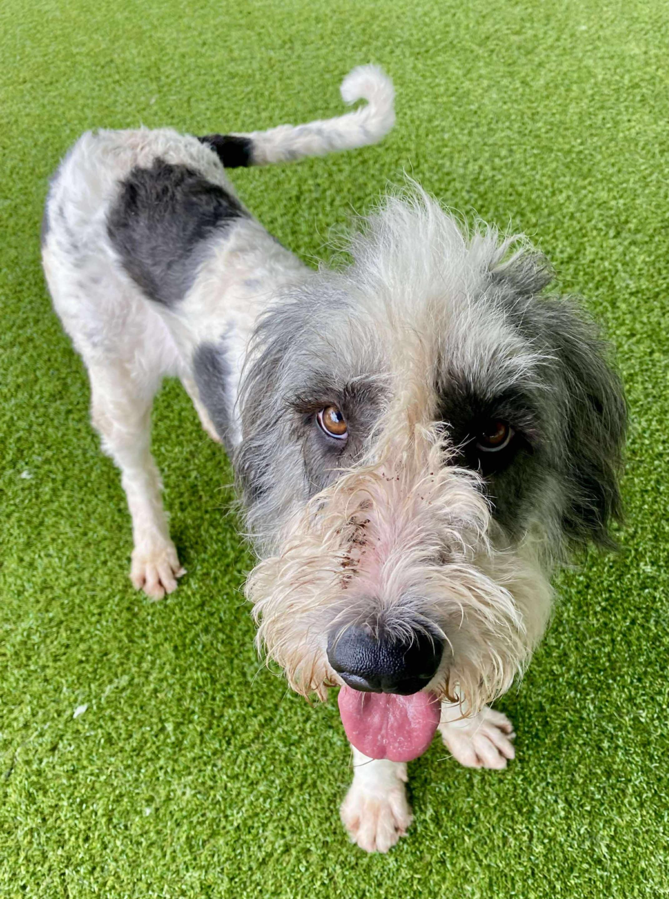 Radicchio-Foster Home Needed