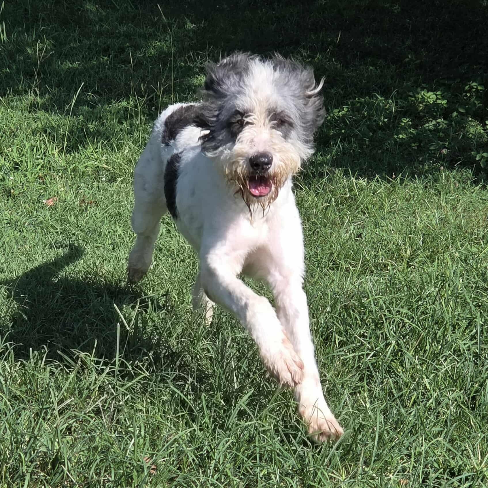 Radicchio-Foster Home Needed