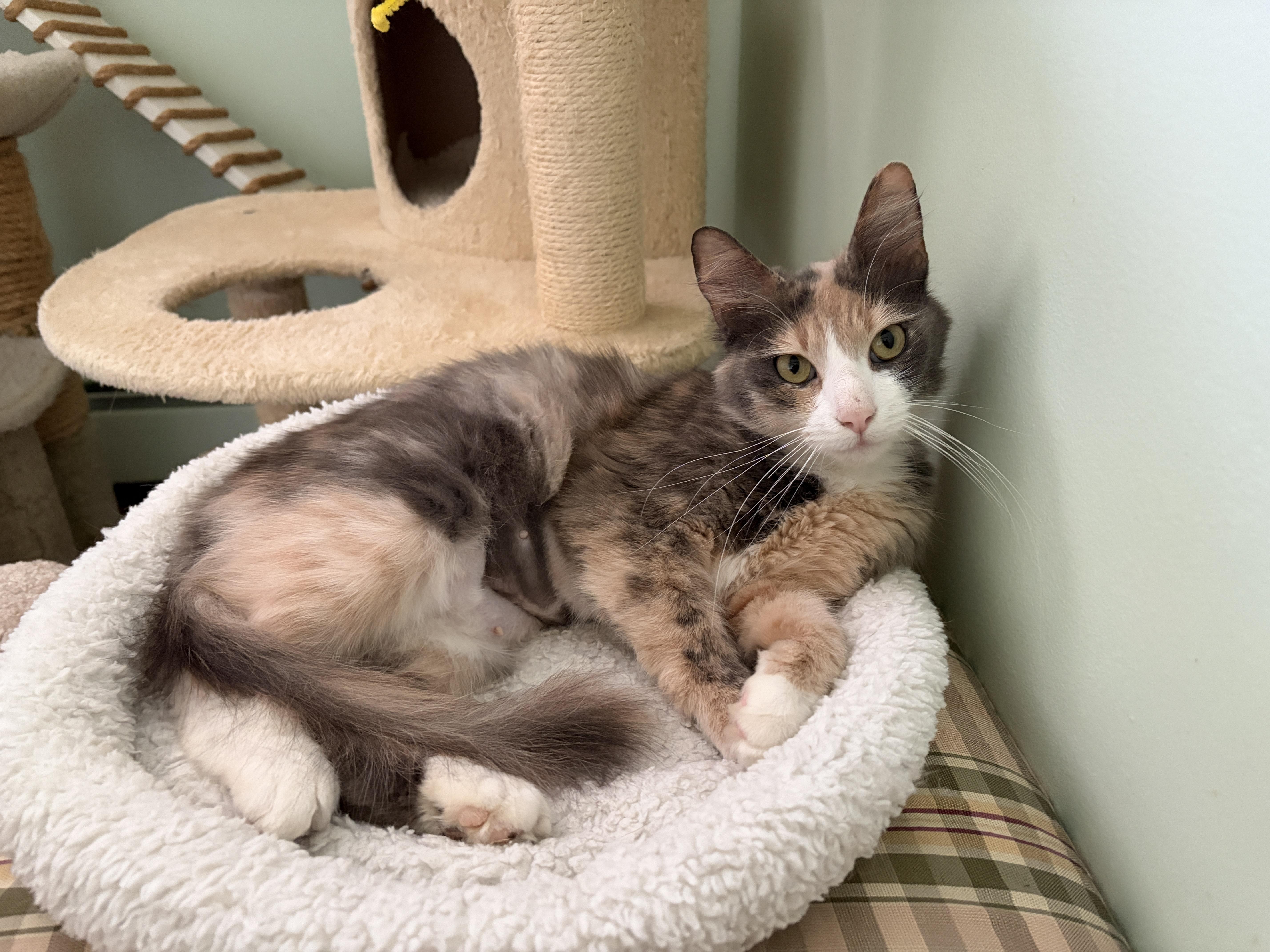 Enlarge RITA, an adopted mixed breed in Churchville, PA image 2/2