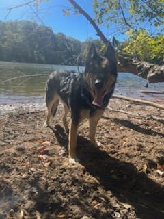 Enlarge Ryder, a Adoptable mixed breed in Charlotte, NC image 1/4
