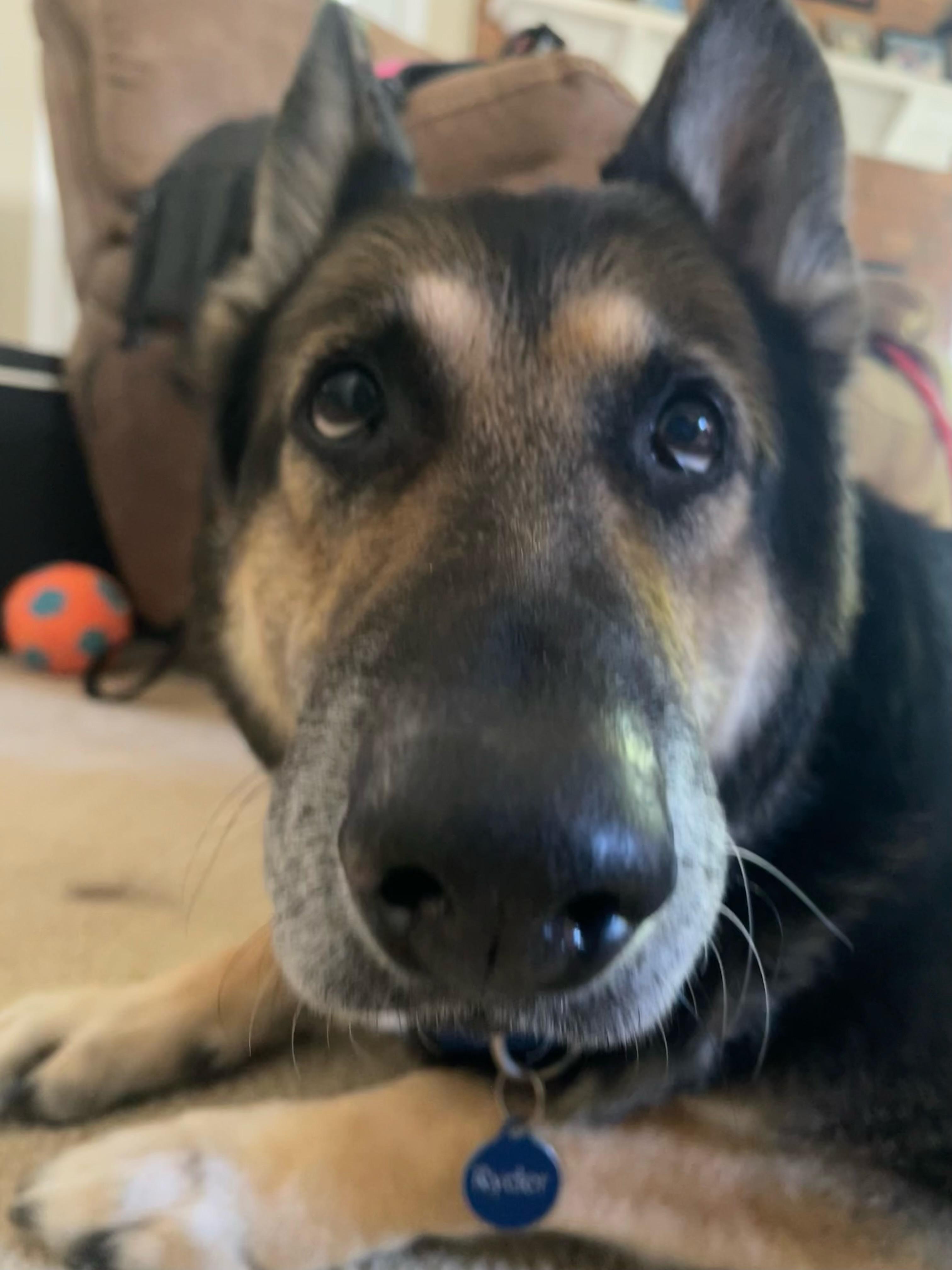 Enlarge Ryder, a Adoptable mixed breed in Charlotte, NC image 2/4