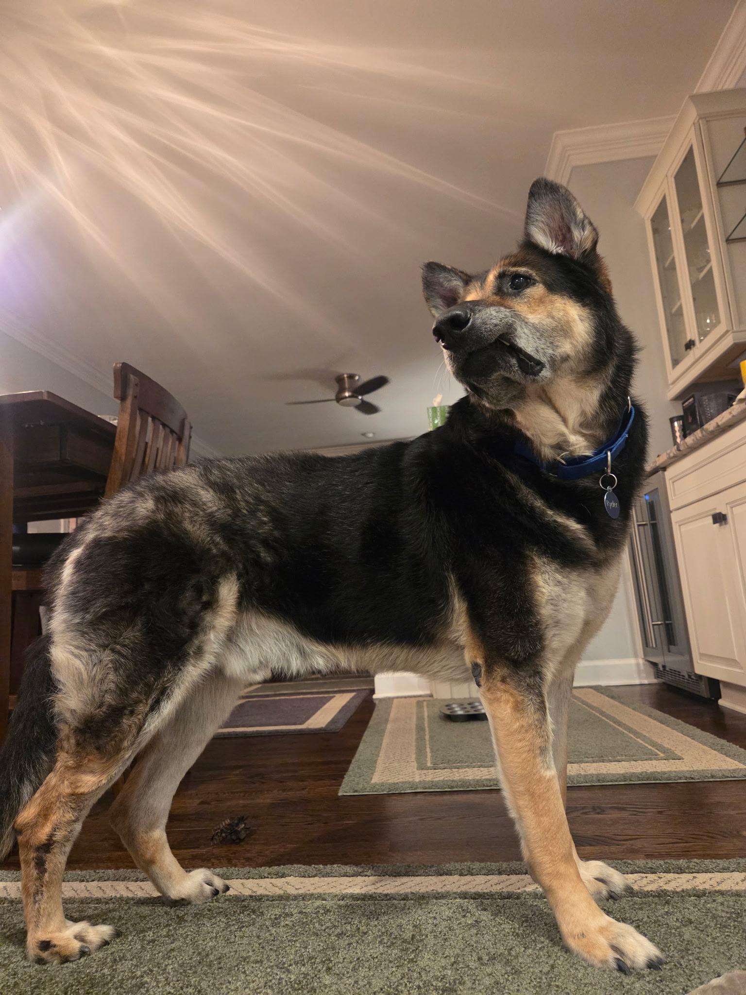 Enlarge Ryder, a Adoptable mixed breed in Charlotte, NC image 3/4