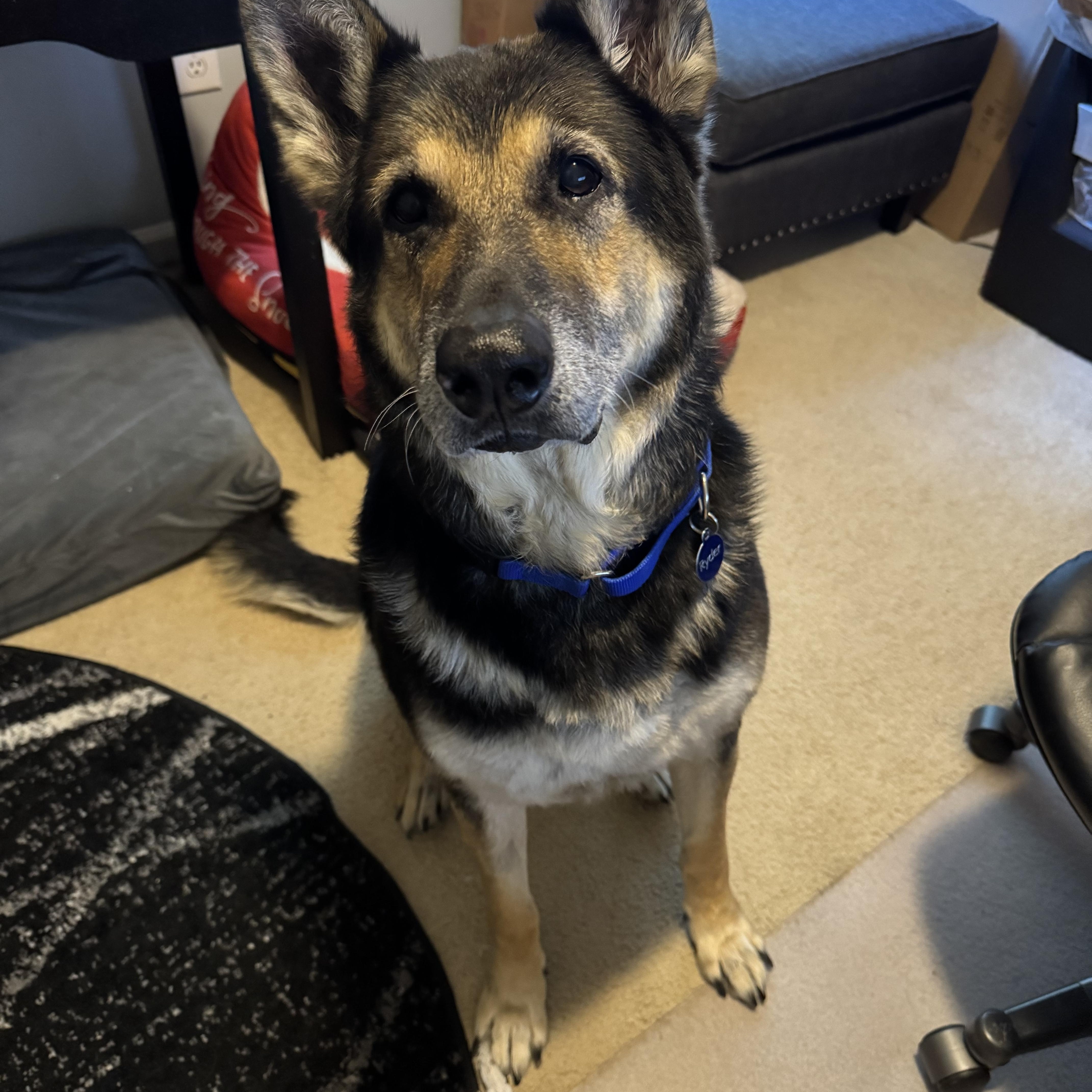 Enlarge Ryder, a Adoptable mixed breed in Charlotte, NC image 4/4