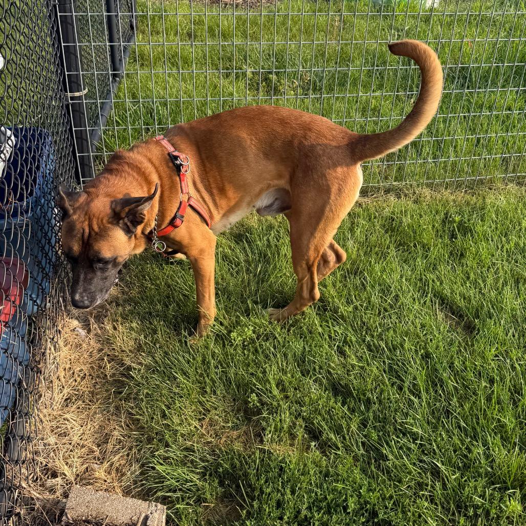 Kodak, a Adoptable mixed breed in Carroll, IA image 1/6