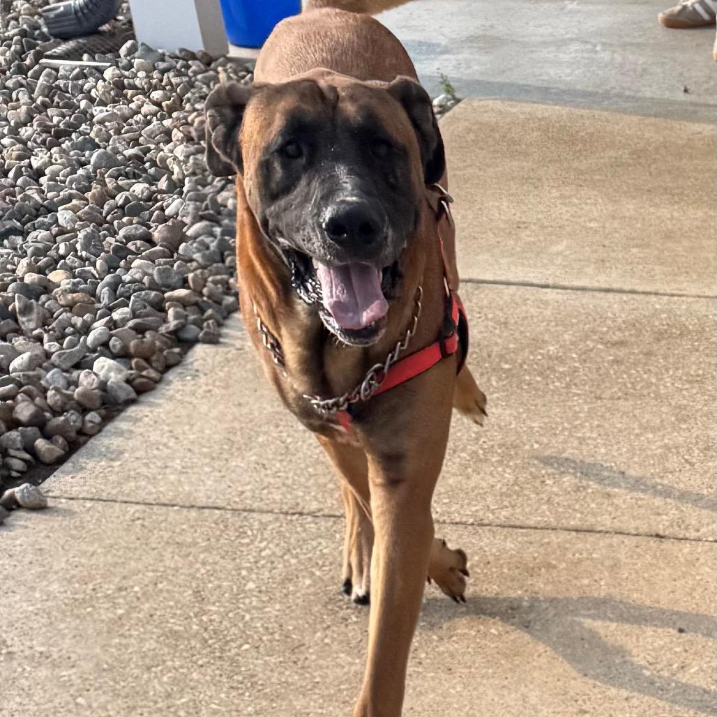 Kodak, a Adoptable mixed breed in Carroll, IA image 2/6