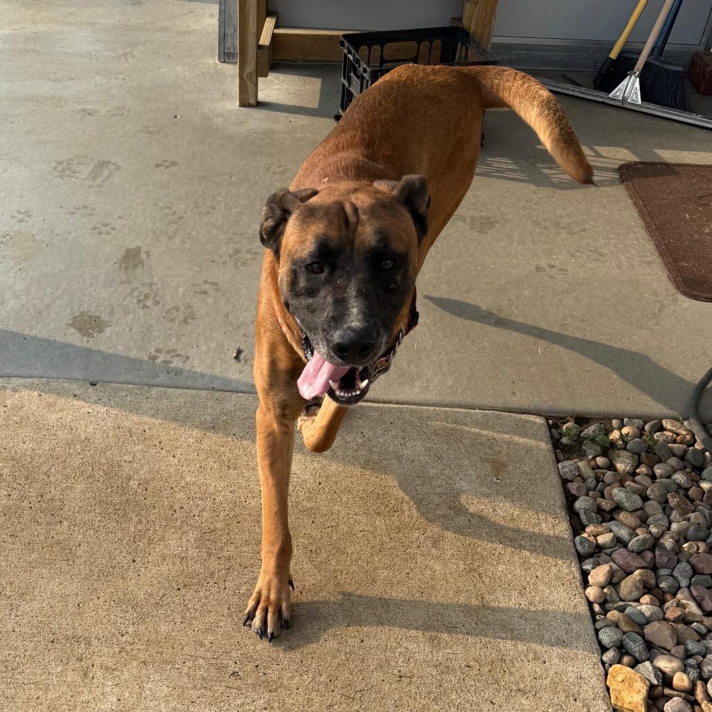 Kodak, a Adoptable mixed breed in Carroll, IA image 3/6