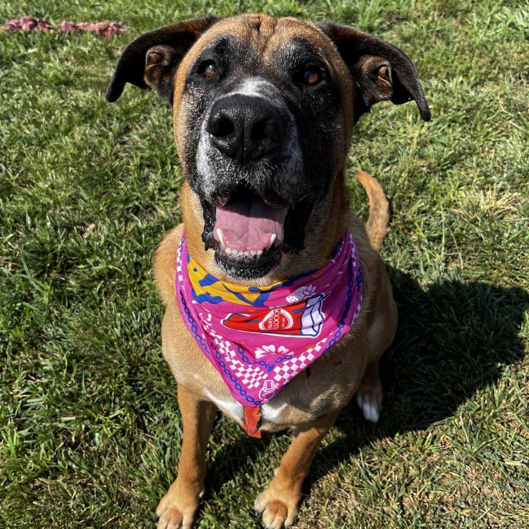 Enlarge Kodak, a Adoptable mixed breed in Carroll, IA image 4/6