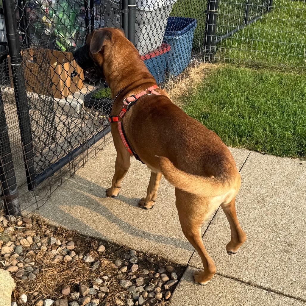 Kodak, a Adoptable mixed breed in Carroll, IA image 4/6