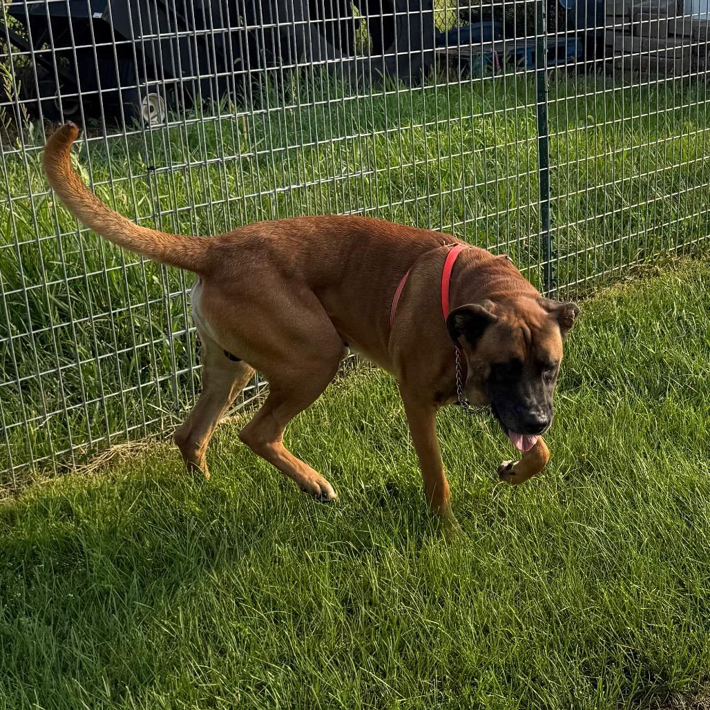 Kodak, a Adoptable mixed breed in Carroll, IA image 5/6