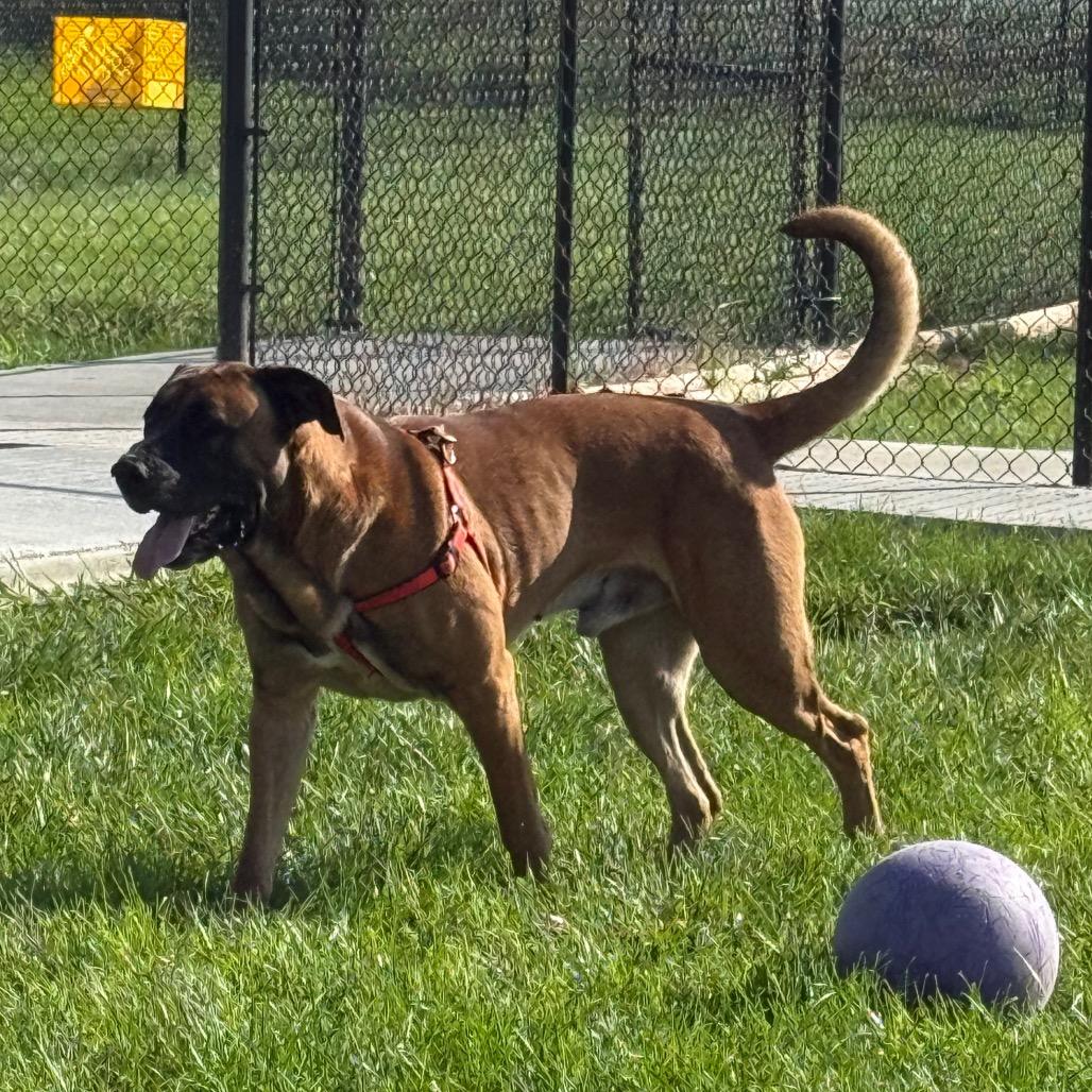 Kodak, a Adoptable mixed breed in Carroll, IA image 6/6