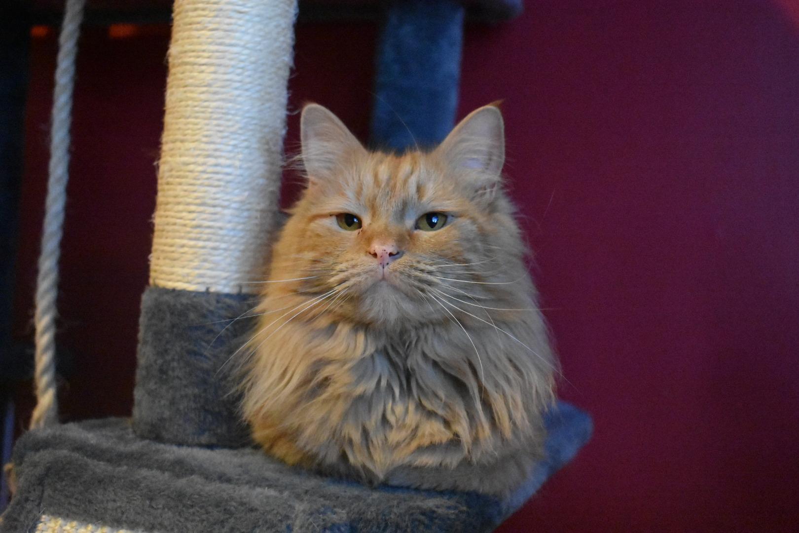 Cameron, a Adoptable mixed breed in Hartville, OH image 1/4